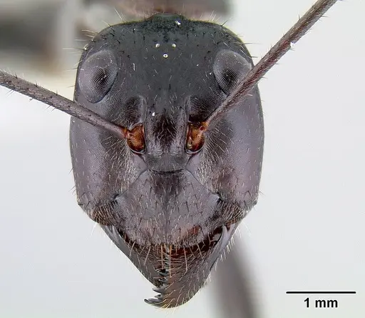 Notostigma carazzii specimen CASENT0106112 image casent0106112_2