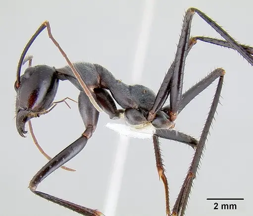 Notostigma carazzii specimen CASENT0106112 image casent0106112_3