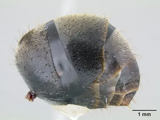 Notostigma carazzii specimen CASENT0106112 image casent0106112_4