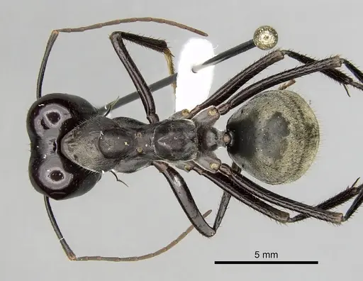 Notostigma carazzii specimen CASENT0280569 image casent0280569_1