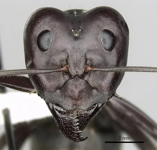 Notostigma carazzii specimen CASENT0280569 image casent0280569_2