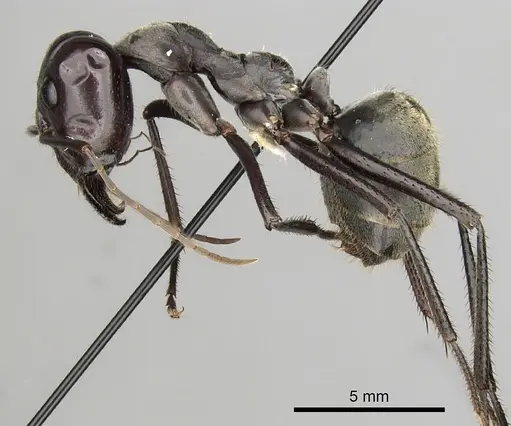 Notostigma carazzii specimen CASENT0280569 image casent0280569_3