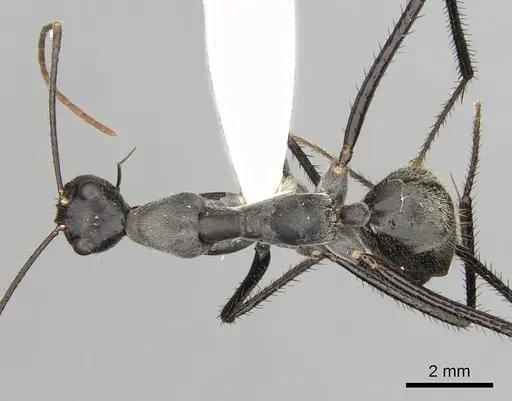 Notostigma carazzii specimen CASENT0280570 image casent0280570_1