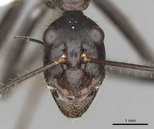Notostigma carazzii specimen CASENT0280570 image casent0280570_2