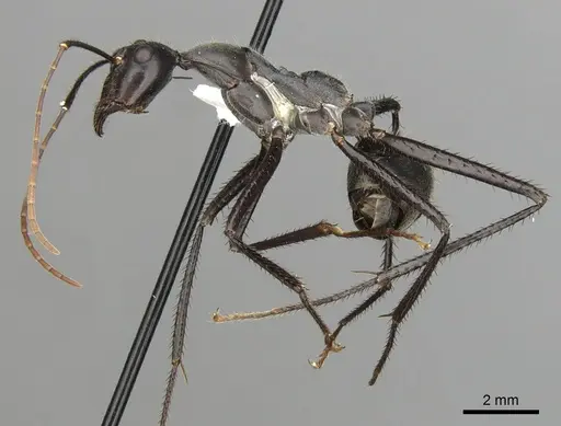 Notostigma carazzii specimen CASENT0280570 image casent0280570_3
