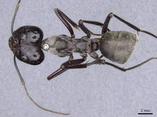 Notostigma carazzii specimen CASENT0909945 image casent0909945_1