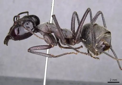 Notostigma carazzii specimen CASENT0909945 image casent0909945_3