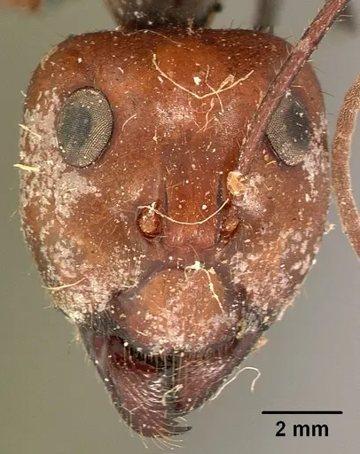 Notostigma foreli specimen CASENT0102088 image casent0102088_2