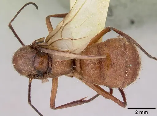 Notostigma foreli specimen CASENT0172067 image casent0172067_1
