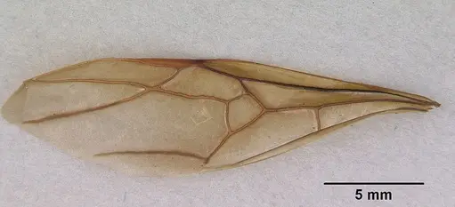 Notostigma foreli specimen CASENT0172067 image casent0172067_2