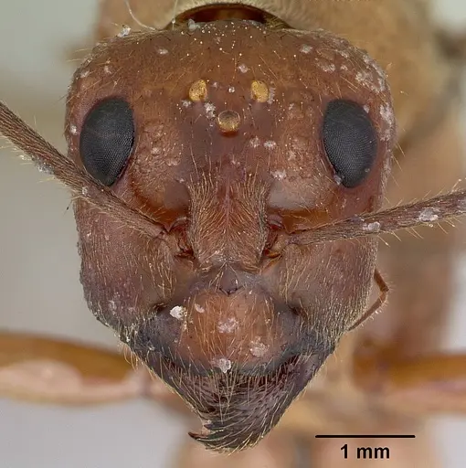 Notostigma foreli specimen CASENT0172067 image casent0172067_3
