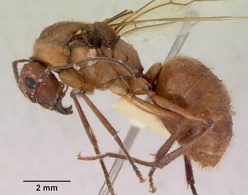 Notostigma foreli specimen CASENT0172067 image casent0172067_4