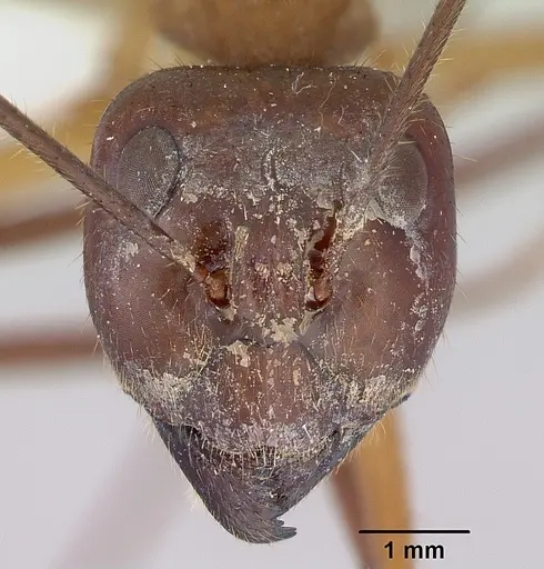 Notostigma foreli specimen CASENT0172068 image casent0172068_2