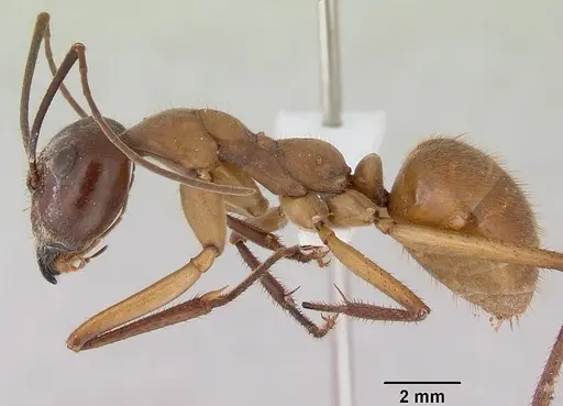 Notostigma foreli specimen CASENT0172068 image casent0172068_3