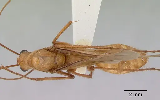 Notostigma foreli specimen CASENT0172070 image casent0172070_1