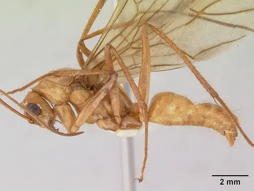 Notostigma foreli specimen CASENT0172070 image casent0172070_3