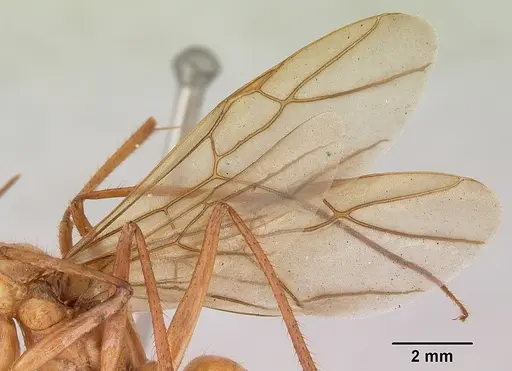 Notostigma foreli specimen CASENT0172070 image casent0172070_4
