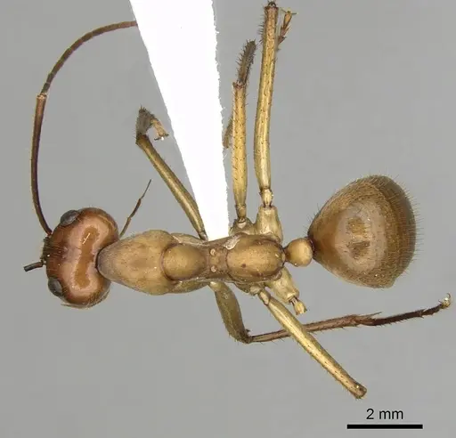 Notostigma foreli specimen CASENT0280567 image casent0280567_1