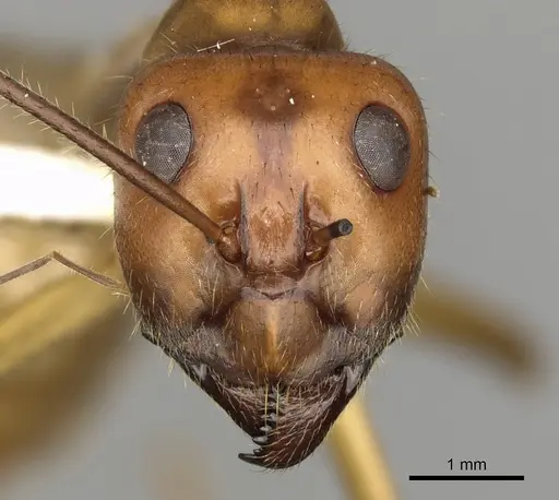 Notostigma foreli specimen CASENT0280567 image casent0280567_2