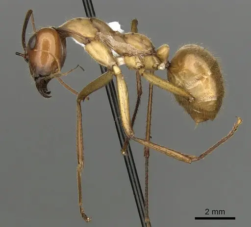 Notostigma foreli specimen CASENT0280567 image casent0280567_3