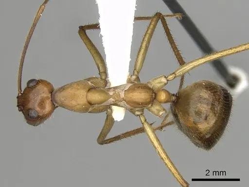 Notostigma foreli specimen CASENT0280568 image casent0280568_1
