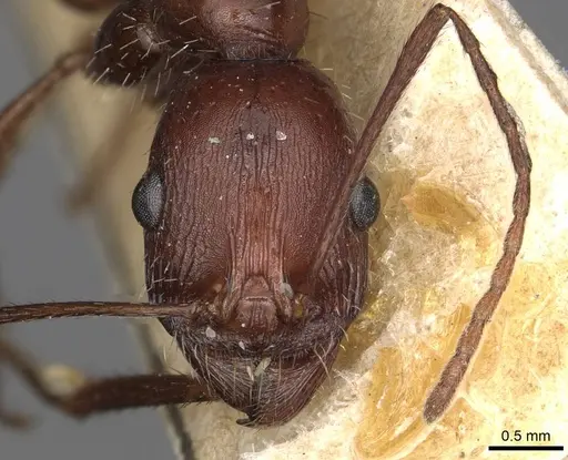 Novomessor cockerelli specimen CASENT0915446 image casent0915446_2