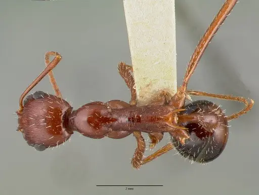 Novomessor cockerelli specimen CASTYPE00622 image castype00622_1