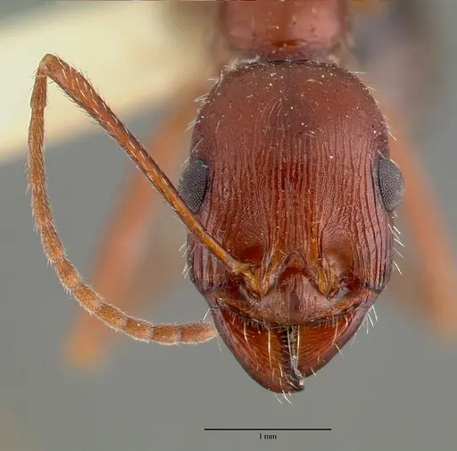 Novomessor cockerelli specimen CASTYPE00622 image castype00622_2