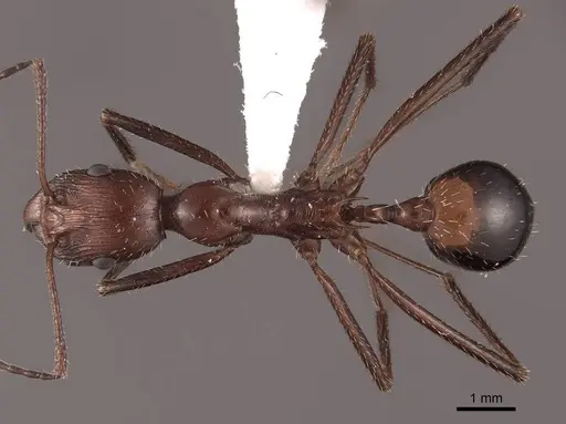 Novomessor cockerelli specimen FMNHINS0000062886 image fmnhins0000062886_1