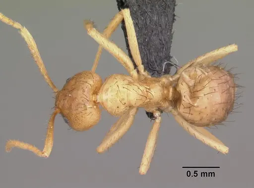Nylanderia amblyops specimen CASENT0007735 image casent0007735_1