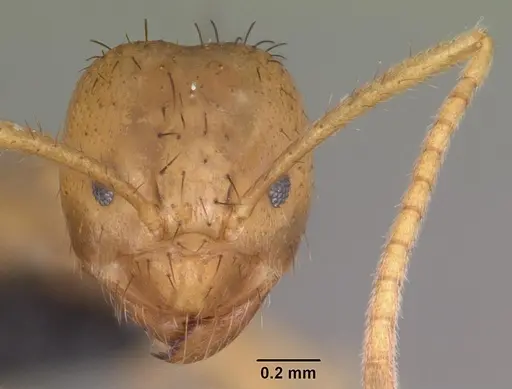 Nylanderia amblyops specimen CASENT0007735 image casent0007735_2