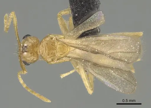 Nylanderia amblyops specimen CASENT0066704 image casent0066704_1