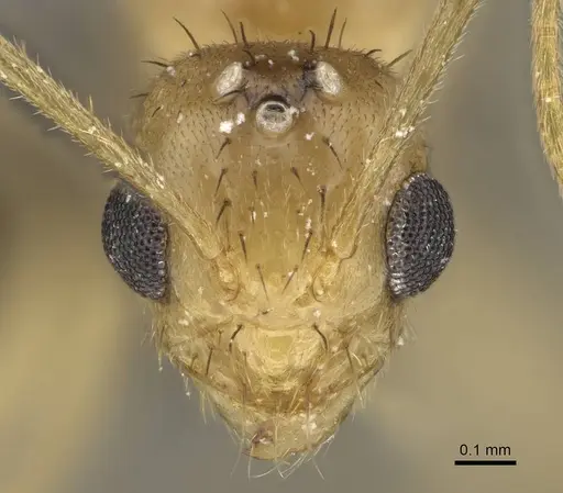 Nylanderia amblyops specimen CASENT0066704 image casent0066704_2