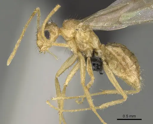 Nylanderia amblyops specimen CASENT0066704 image casent0066704_3