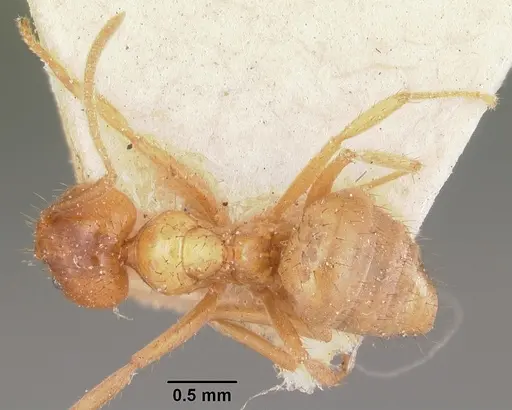Nylanderia amblyops specimen CASENT0101311 image casent0101311_1