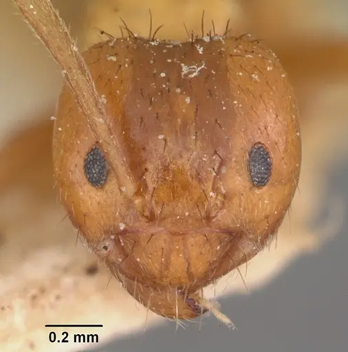 Nylanderia amblyops specimen CASENT0101311 image casent0101311_2