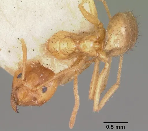 Nylanderia amblyops specimen CASENT0101312 image casent0101312_1