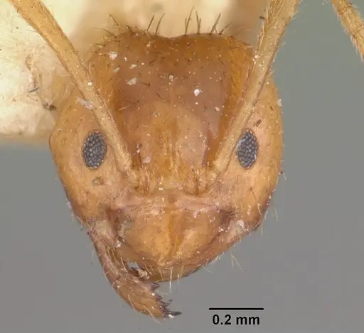Nylanderia amblyops specimen CASENT0101312 image casent0101312_2
