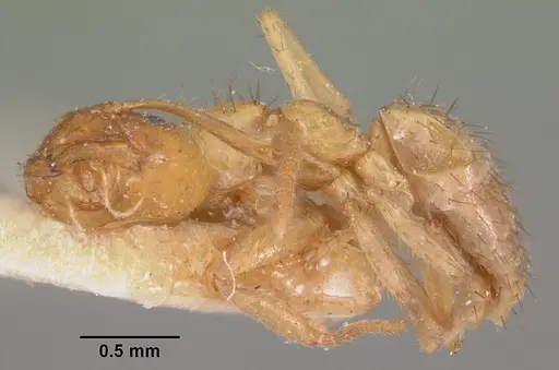 Nylanderia amblyops specimen CASENT0101312 image casent0101312_3