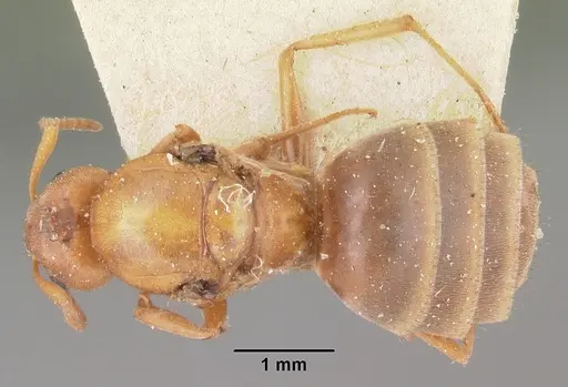Nylanderia amblyops specimen CASENT0101605 image casent0101605_1