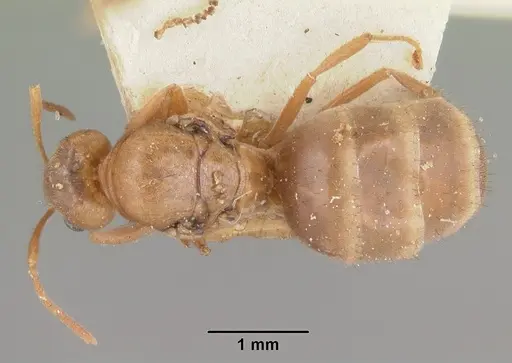 Nylanderia amblyops specimen CASENT0101627 image casent0101627_1
