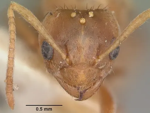 Nylanderia amblyops specimen CASENT0101627 image casent0101627_2