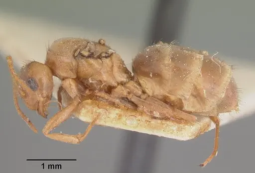 Nylanderia amblyops specimen CASENT0101627 image casent0101627_3