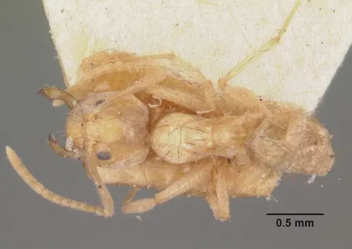 Nylanderia amblyops specimen CASENT0101749 image casent0101749_1