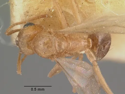 Nylanderia amblyops specimen CASENT0101920 image casent0101920_1