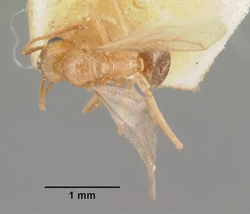 Nylanderia amblyops specimen CASENT0101920 image casent0101920_2