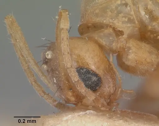 Nylanderia amblyops specimen CASENT0101920 image casent0101920_3