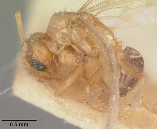 Nylanderia amblyops specimen CASENT0101920 image casent0101920_5