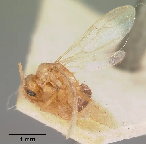 Nylanderia amblyops specimen CASENT0101920 image casent0101920_6