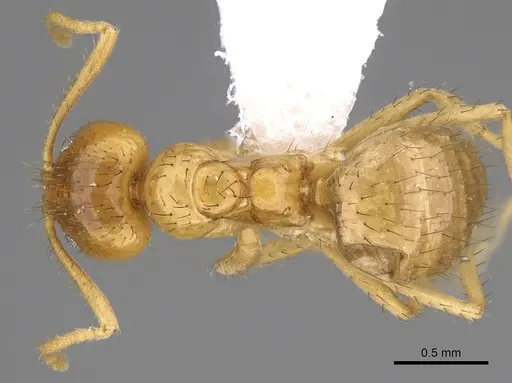 Nylanderia amblyops specimen CASENT0281132 image casent0281132_1